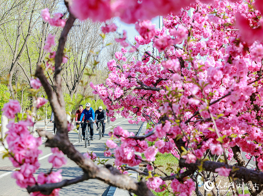 參加活動市民賞花騎行。王劭凱攝