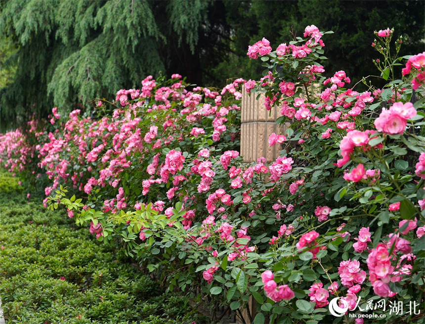 武漢市武昌區(qū)洪山廣場，市民家門口可偶遇月季“花墻”。人民網(wǎng)記者 王郭驥攝