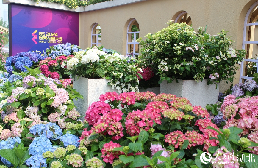 沙湖公園核心花卉主題展。人民網記者 張沛攝