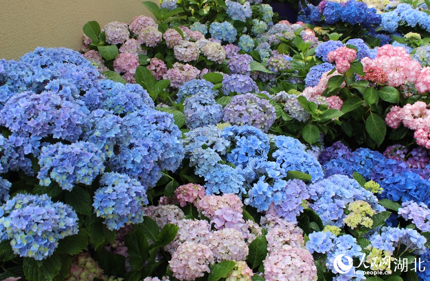 核心花卉主題展內(nèi)，大片繡球花美麗奪目。人民網(wǎng)記者 張沛攝
