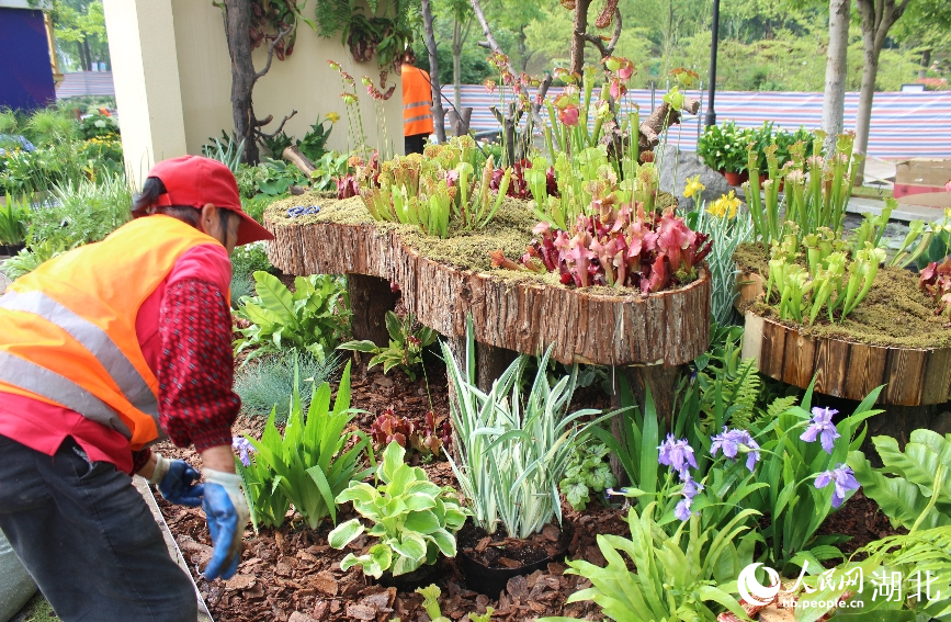 園林工人正在布展。人民網(wǎng)記者 張沛攝