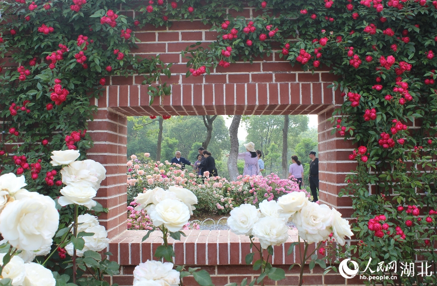 沙湖公園月季園，花開正當(dāng)時(shí)。人民網(wǎng)記者 張沛攝