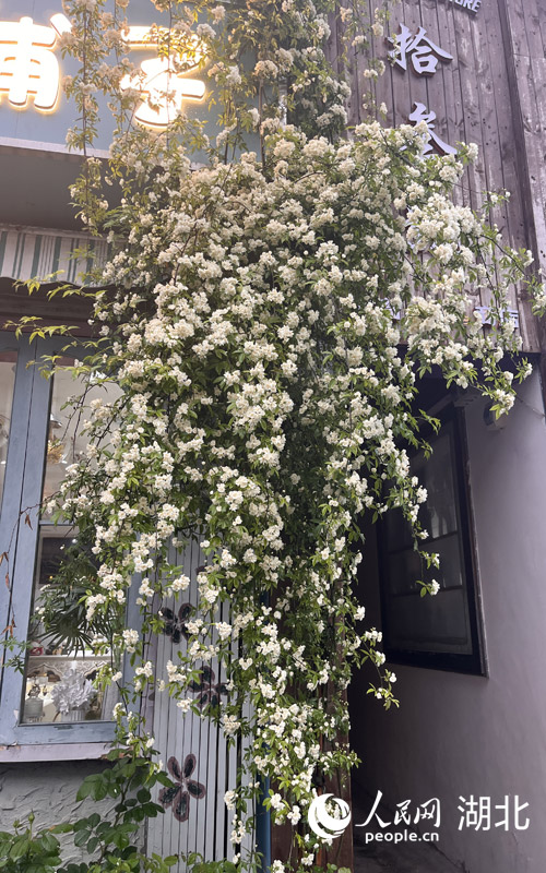 鮮花扮靚的糧道街景。人民網(wǎng)記者 張雋攝