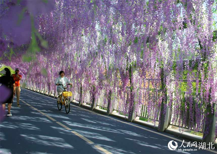 紫藤花橋上，有的市民騎行而過，還有的市民在一旁拍照。人民網(wǎng)記者 周恬攝