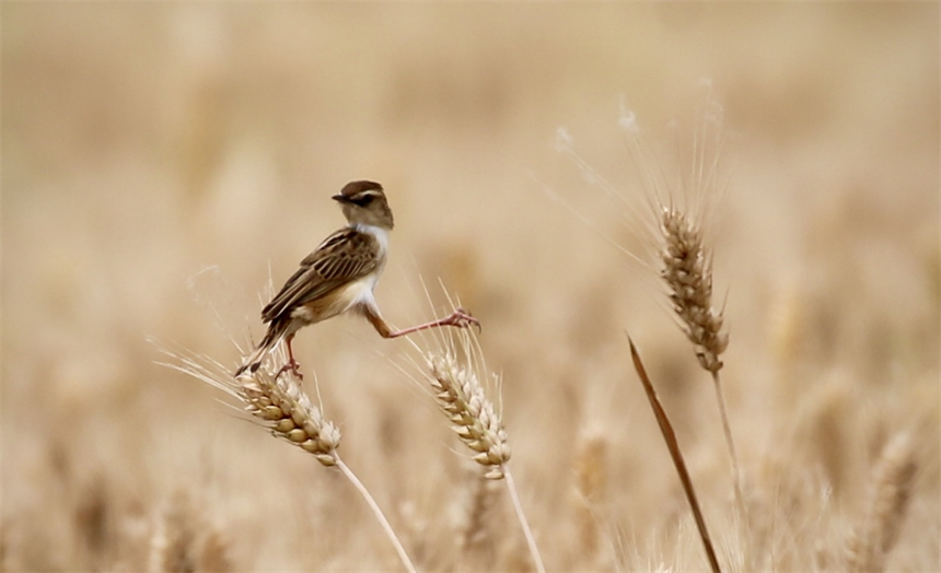 世界極危物種黃胸鹀現(xiàn)身湖北鄖陽【3】