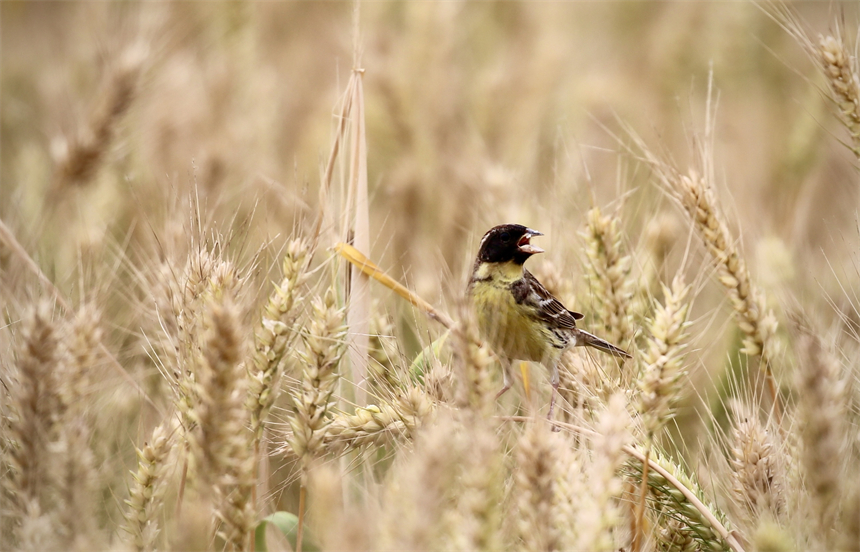 世界極危物種黃胸鹀現(xiàn)身湖北鄖陽(yáng)【4】