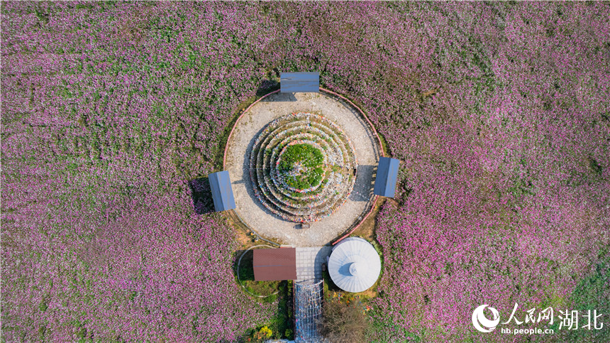 格桑花航拍。人民網(wǎng)記者 周倩文攝