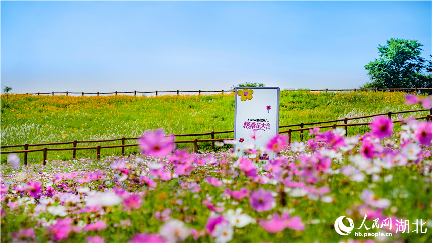 格?；ㄊ㈤_與旁邊的草原交相呼應(yīng)。人民網(wǎng)記者 周倩文攝