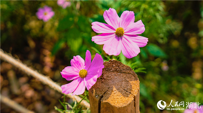 格?；ㄌ貙憽Ｈ嗣窬W(wǎng)記者 周倩文攝