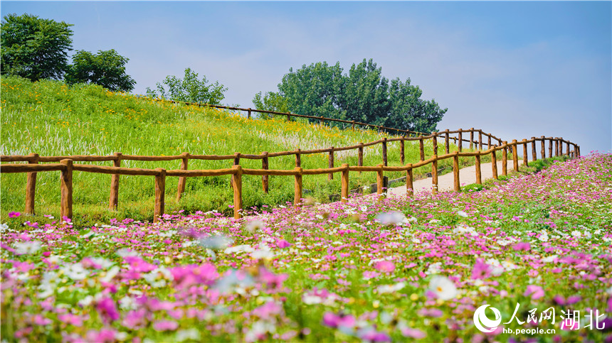 格?;ㄗ呃?。人民網(wǎng)記者 周倩文攝