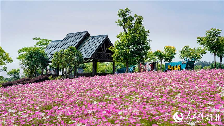 顏色鮮艷的格?；?。人民網(wǎng)記者 周倩文攝