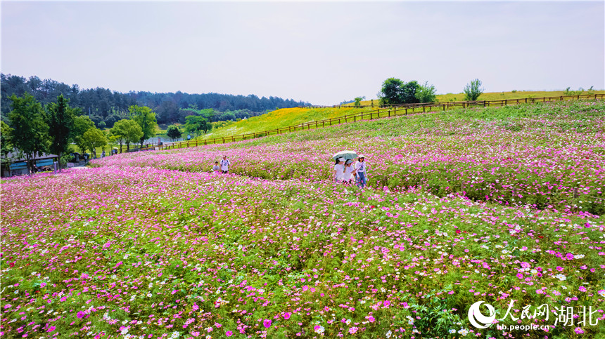 游客穿行在格桑花海中。人民網(wǎng)記者 周倩文攝