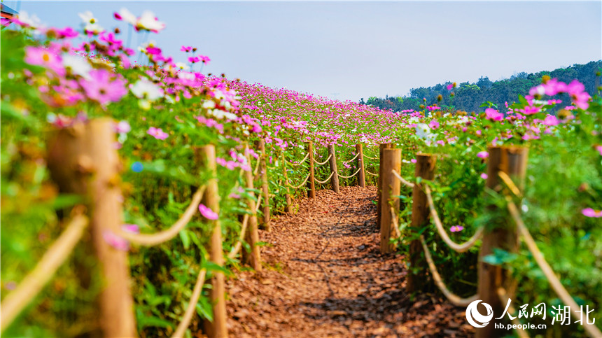 游客可以在格桑花海中穿行。人民網(wǎng)記者 周倩文攝