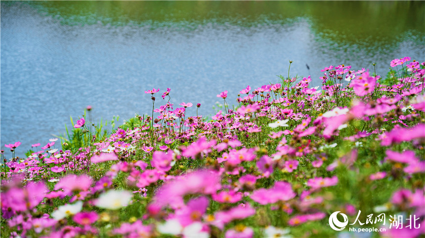 在湖邊的格?；āＨ嗣窬W(wǎng)記者 周倩文攝