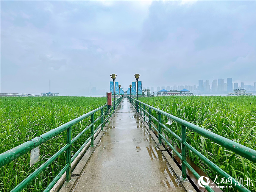 漢口江灘蘆葦蕩綠意盎然。人民網(wǎng)記者 張沛攝