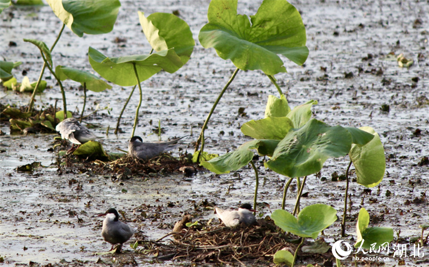 5、湖北天門張家湖國(guó)家濕地公園，須浮鷗在荷葉下筑巢。人民網(wǎng)記者 張沛攝