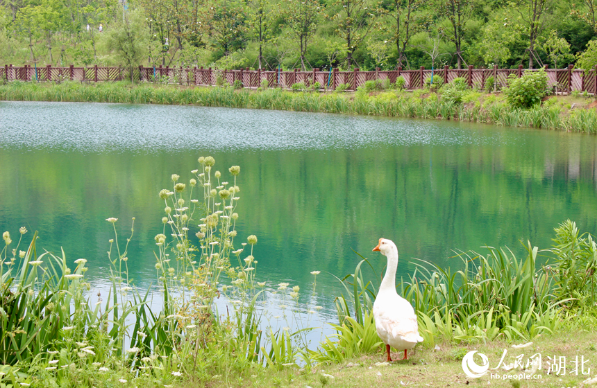 一只鵝在礦坑湖邊散步。人民網(wǎng)記者 張沛攝