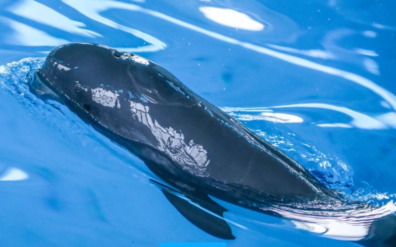 中科院水生所白鱀豚館迎來新生長江江豚寶寶。武漢白鱀豚保護(hù)基金會(huì)供圖