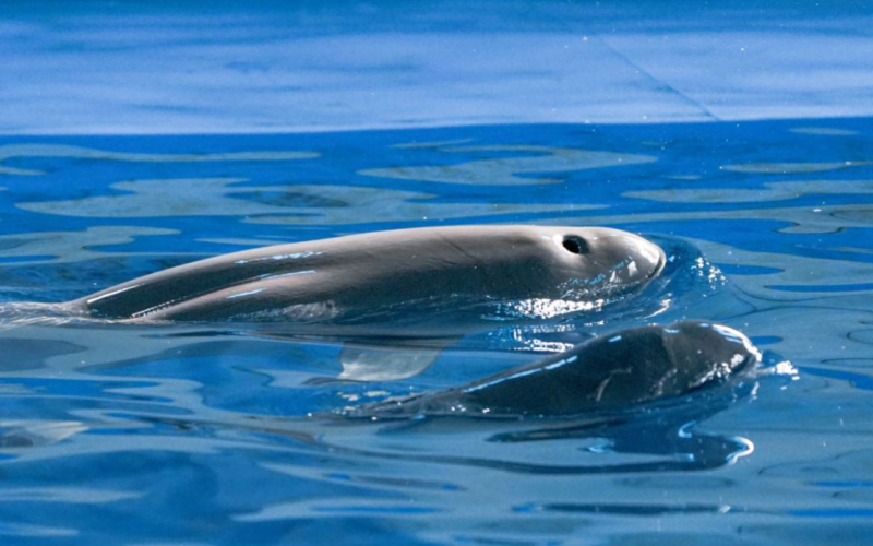 “福久”順利誕下小江豚F9C24。武漢白鱀豚保護(hù)基金會(huì)供圖