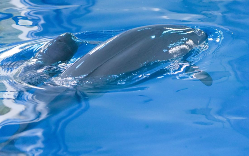 小江豚F9C24和媽媽在一起。武漢白鱀豚保護(hù)基金會(huì)供圖