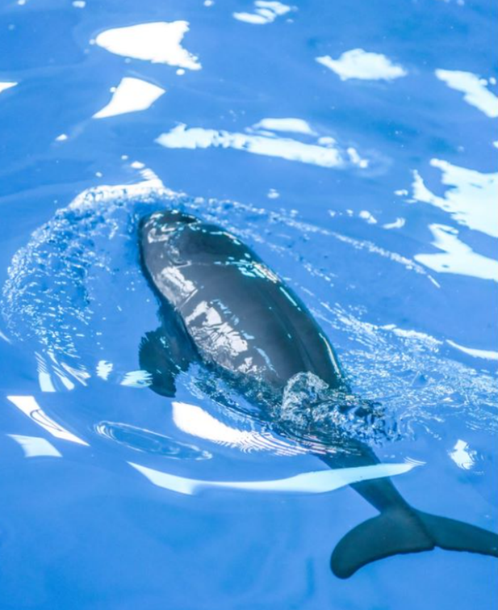 小江豚F9C24。武漢白鱀豚保護(hù)基金會(huì)供圖