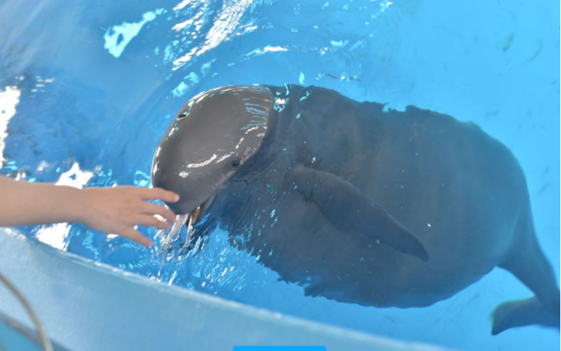 懷孕的“福久”。武漢白鱀豚保護(hù)基金會(huì)供圖