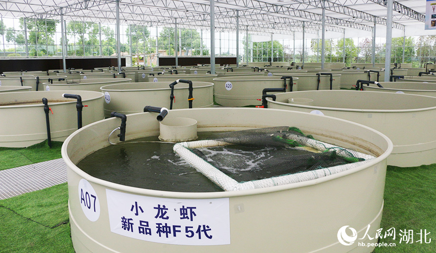 湖北省小龍蝦產(chǎn)業(yè)技術(shù)研究院“蝦+稻+N”立體共作試驗(yàn)基地。人民網(wǎng)記者 王郭驥攝