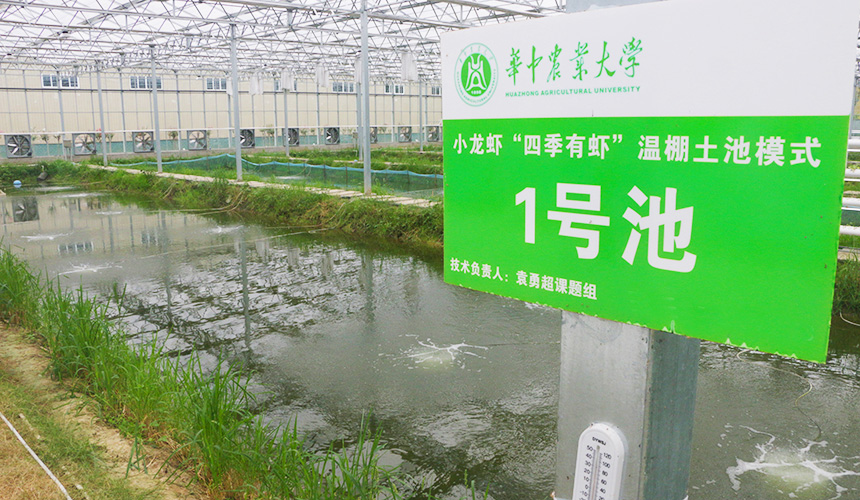 湖北省小龍蝦產(chǎn)業(yè)技術(shù)研究院“蝦+稻+N”立體共作試驗基地。人民網(wǎng)記者 王郭驥攝