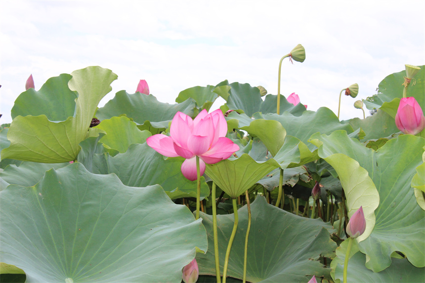 武漢市江夏區(qū)法泗街道,荷花綻放。