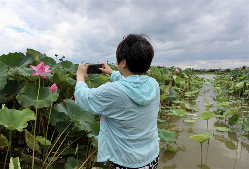 武漢市江夏區(qū)法泗街道鑫農(nóng)湖荷花濕地公園，游客正在拍照。