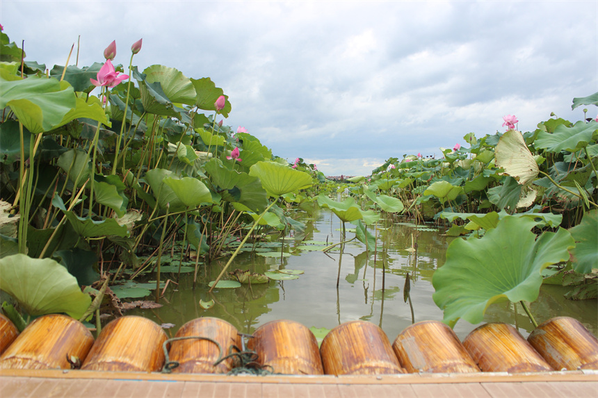 武漢市江夏區(qū)法泗街道鑫農(nóng)湖荷花濕地公園，泛舟荷花池。