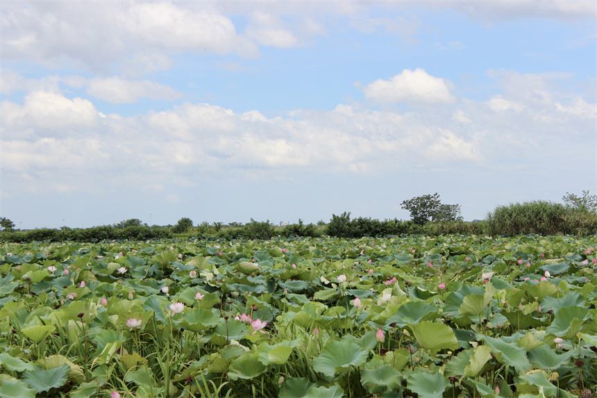 武漢市江夏區(qū)法泗街道，藍天之下，荷花競相綻放。