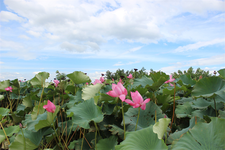 武漢市江夏區(qū)法泗街道，藍(lán)天之下，荷花競相綻放。