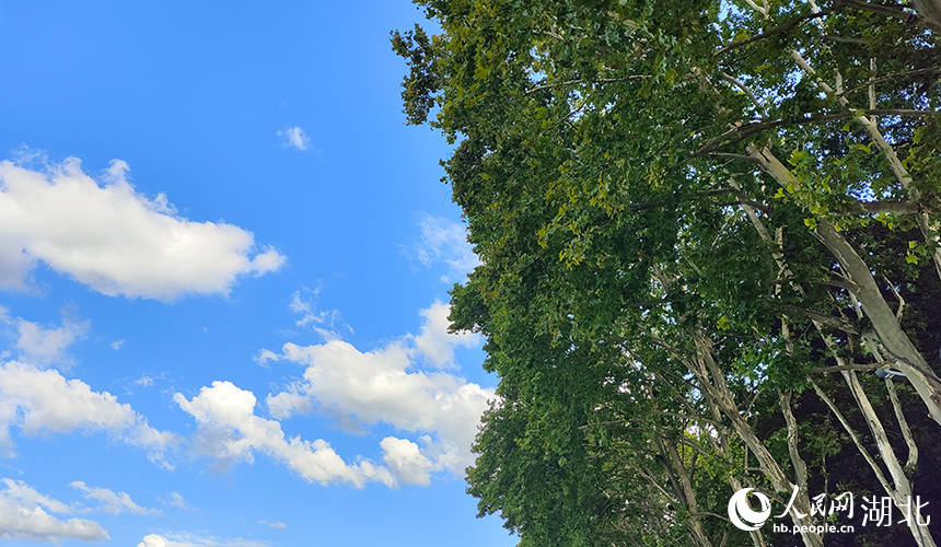 7月29日，武漢藍(lán)天白云與綠樹(shù)成映。