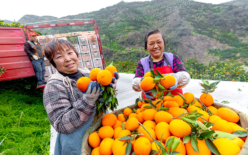 村民熱情展示成熟臍橙。湖北交投供圖