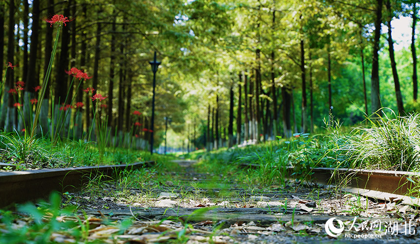 武昌江灘粵漢鐵路的一條舊火車軌道。人民網(wǎng)記者 周恬攝