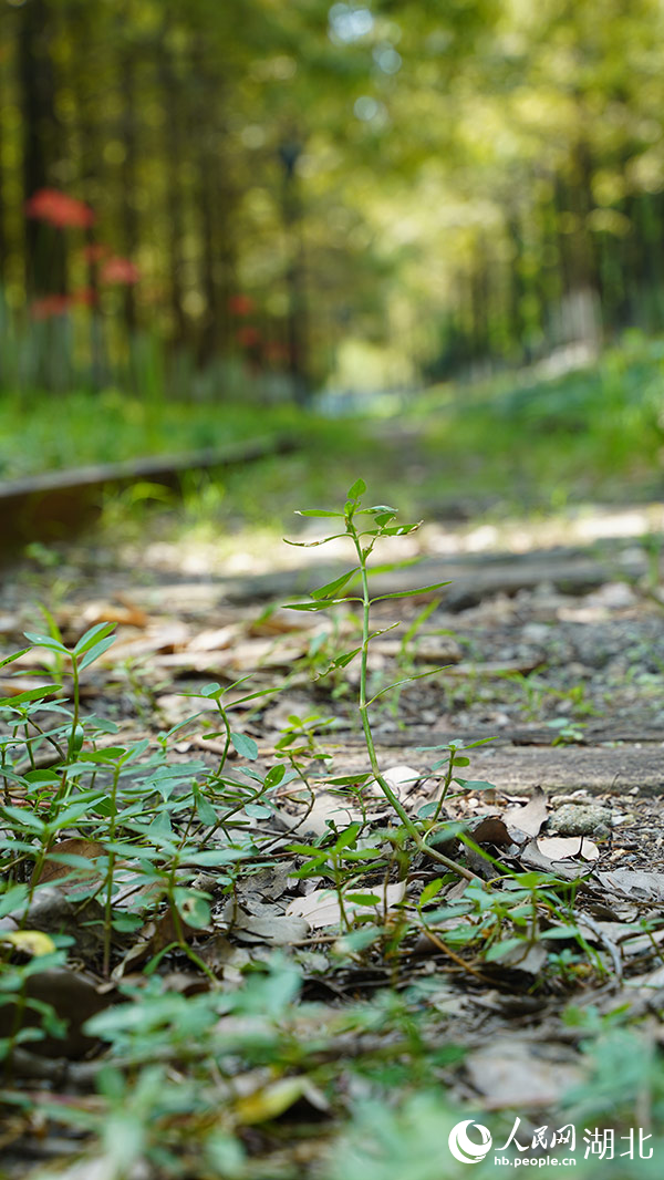 粵漢鐵路舊鐵軌煥發(fā)新生機(jī)。人民網(wǎng)記者 周恬攝