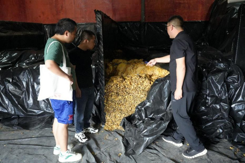 初烤煙葉醇化。陳峻琪攝