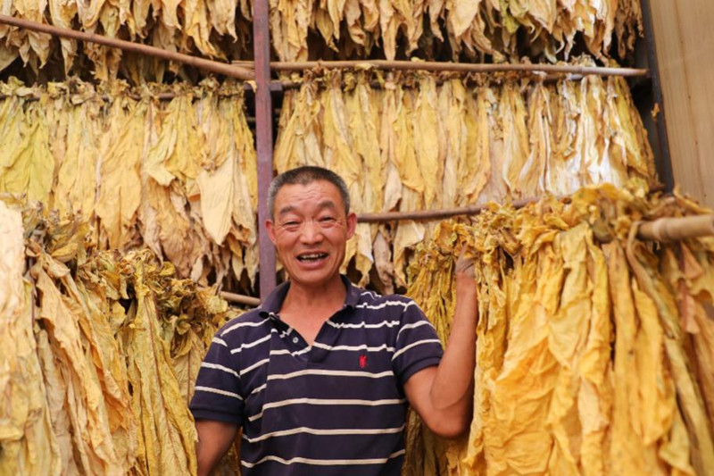 煙農(nóng)烤煙現(xiàn)場。受訪者供圖