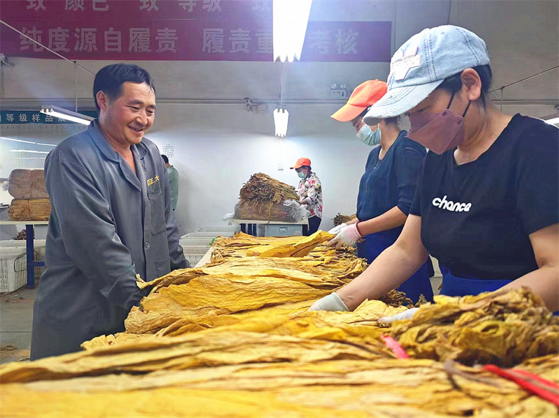 竹溪縣煙葉收購現(xiàn)場。竹溪縣煙草專賣局（營銷部）供圖