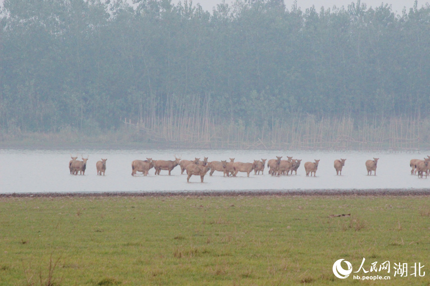 探訪湖北石首麋鹿國家級自然保護(hù)區(qū)【5】