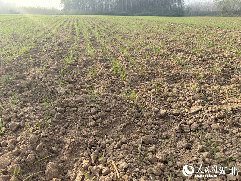 麋鹿踩踏過的耕地。人民網(wǎng)記者 張沛攝