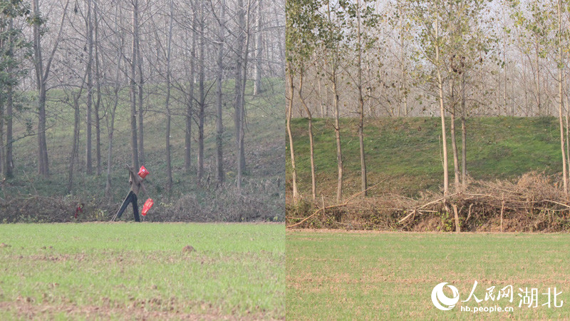 村民通過搭稻草人（左）、扎圍欄（右）等方式防范麋鹿。人民網(wǎng)記者 張沛攝