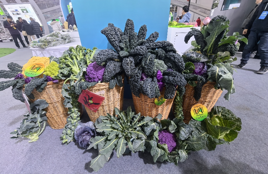 甘藍(lán)“花”。