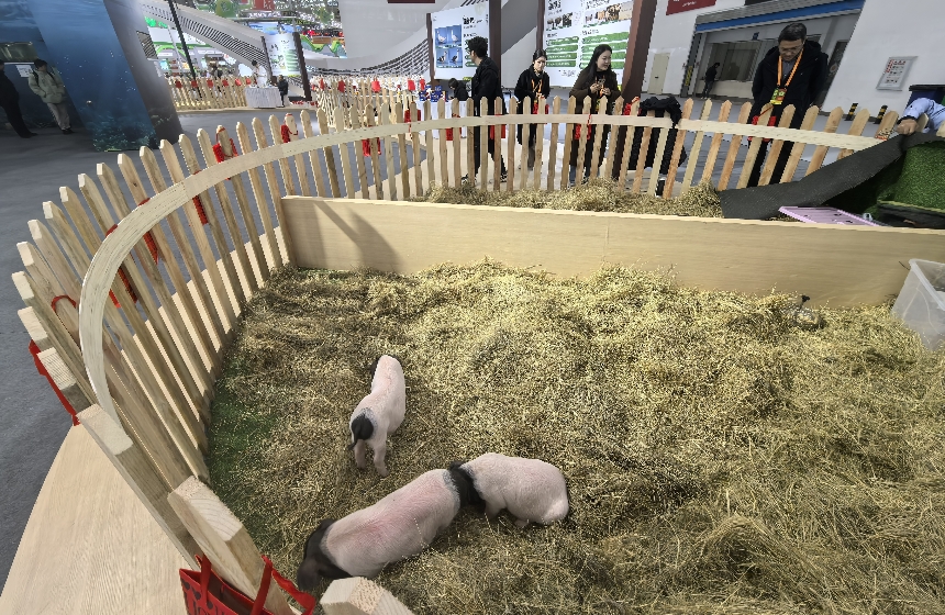 通城“兩頭烏”生豬品種展出。