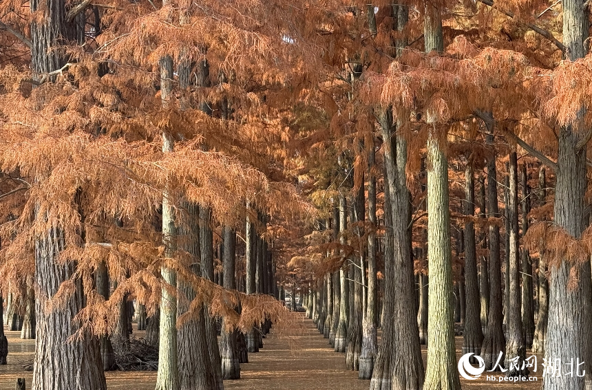 武漢市新洲區(qū)漲渡湖濕地自然保護(hù)區(qū)內(nèi)，500余畝杉樹被染成橘紅色。人民網(wǎng)記者 張沛攝