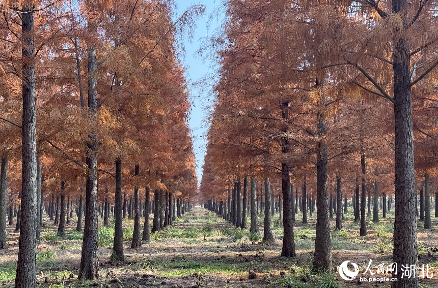 武漢市新洲區(qū)漲渡湖濕地自然保護(hù)區(qū)內(nèi)，500余畝杉樹被染成橘紅色。人民網(wǎng)記者 張沛攝
