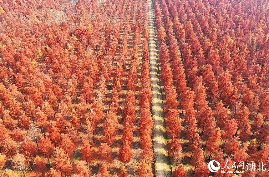 武漢市新洲區(qū)漲渡湖濕地自然保護區(qū)內，500余畝杉樹被染成橘紅色。人民網(wǎng)記者 王郭驥攝