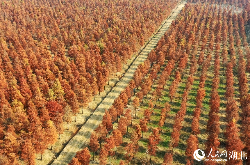 武漢市新洲區(qū)漲渡湖濕地自然保護區(qū)內(nèi),500余畝杉樹被染成橘紅色。人民網(wǎng)記者 王郭驥攝