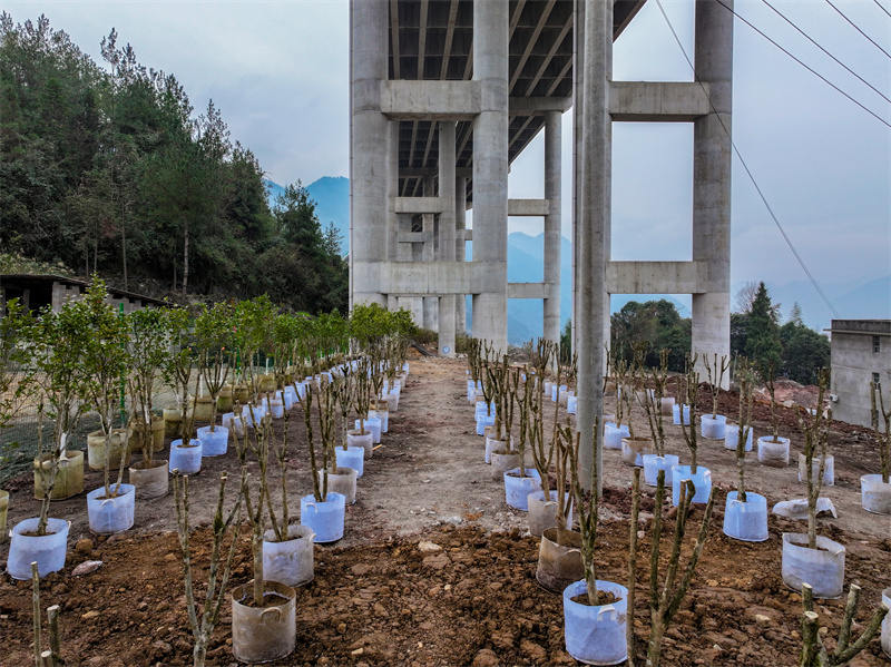 運(yùn)用橋下閑置土地開展苗木合作試點(diǎn)。